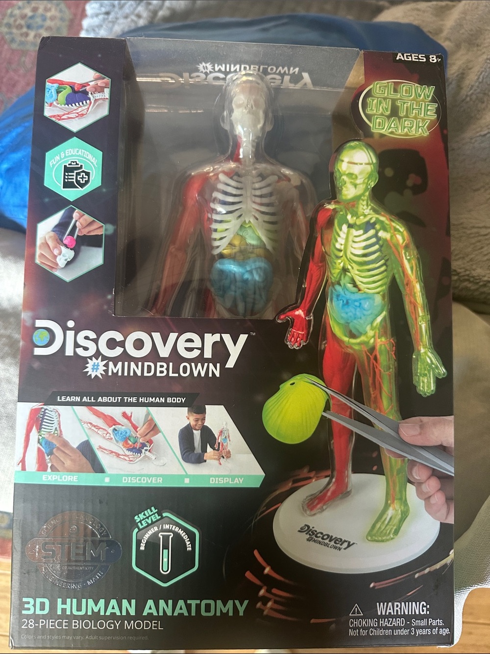 Discovery 3D Human Anatomy Model - Red, Green, Blue, Yellow
